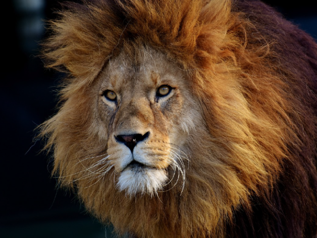 KENYA: IMMERSIONE NELLA SAVANA