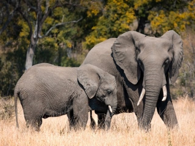 Viaggio Sudafrica wild tour e safari 2026 gj