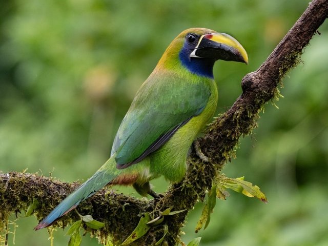 TOUR DI CAPODANNO 2026 IN COSTA RICA