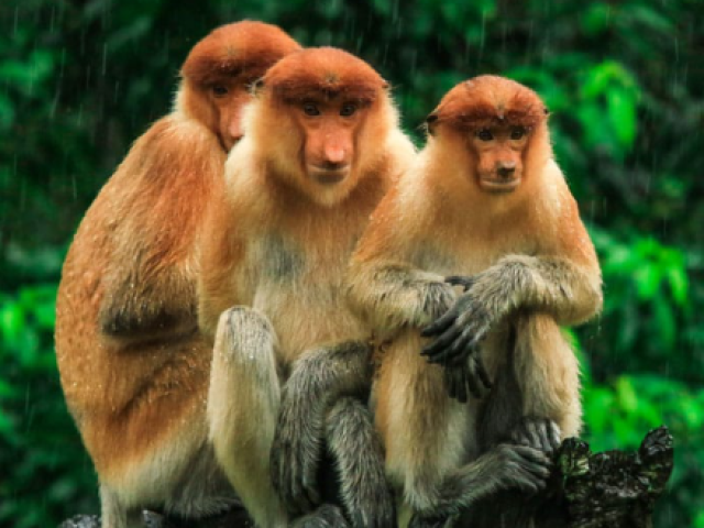 TOUR MALESIA : GOCCIA DI BORNEO 