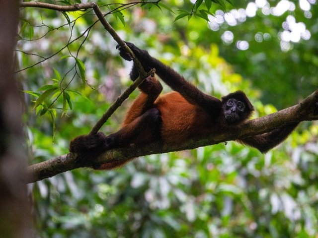 ESTENSIONE TREKKING CORCOVADO