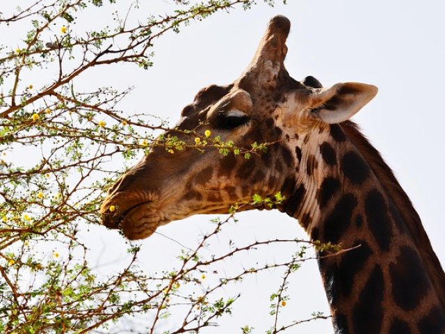 SENEGAL AUTENTICO: I MILLE COLORI DELL'AFRICA NERA