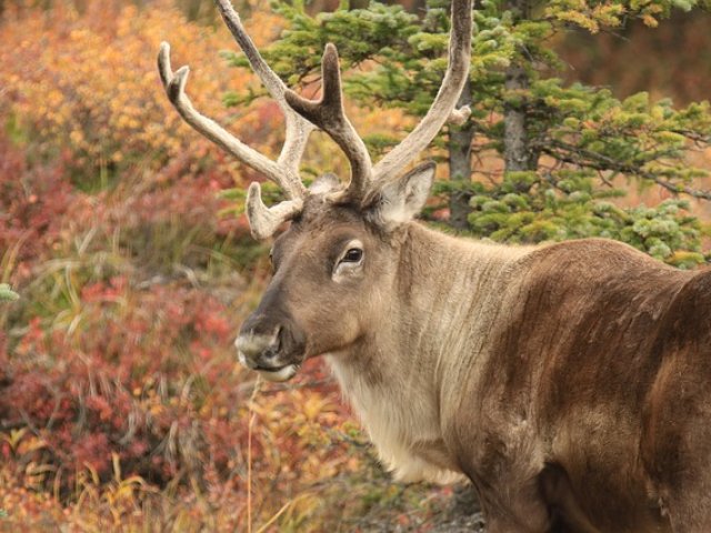TOUR ALASKA KENNICOTT DREAM