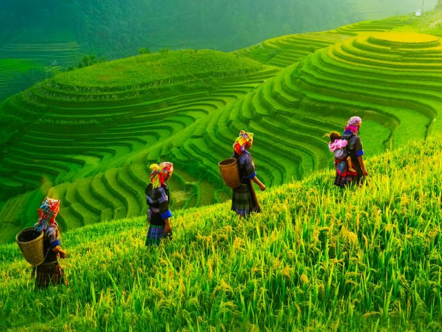 TOUR LAOS : UN MILIONE DI ELEFANTI