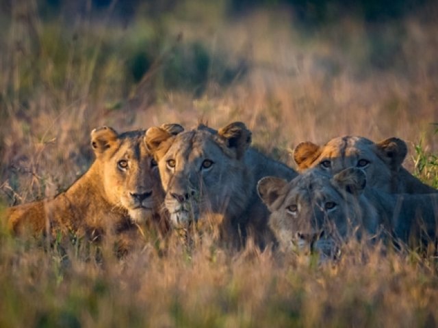 TOUR BOTSWANA L'ANIMA SELVAGGIA E LE CASCATE VITTORIA