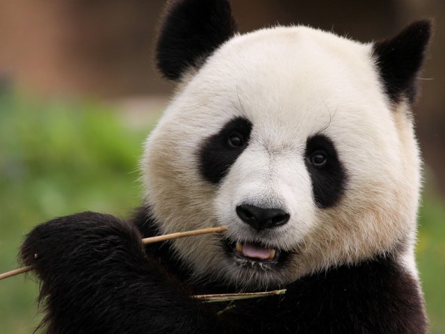 TOUR CINA : CUORE DI PANDA Jt