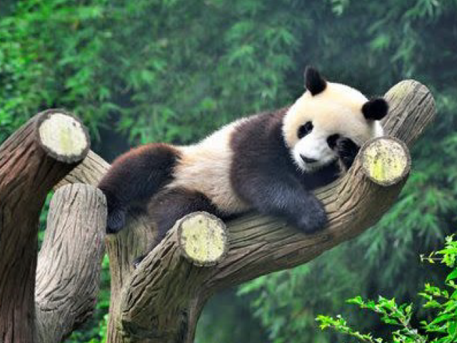 TOUR CINA : KUNG FU PANDA
