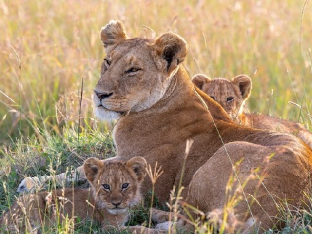 TOUR BOTSWANA WILD E VICTORIA FALLS