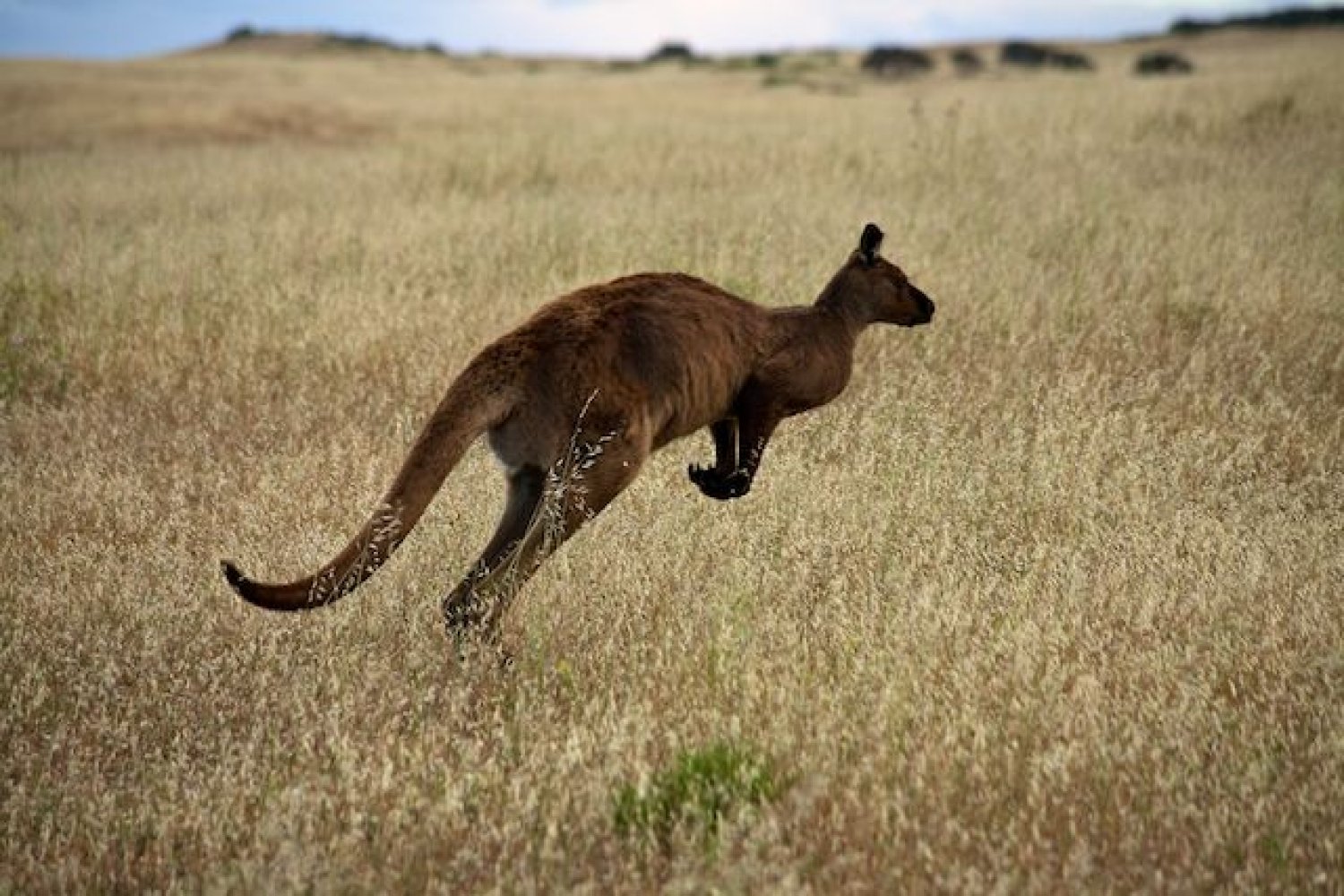 Dove andare per il proprio viaggio di nozze: Australia e Matamanoa