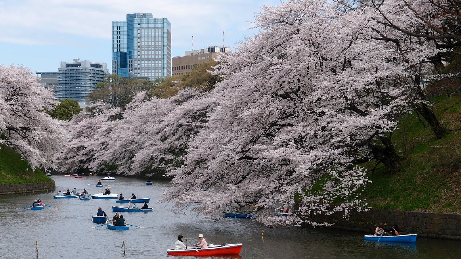 Cosa vedere a Tokyo durante la fioritura dei ciliegi