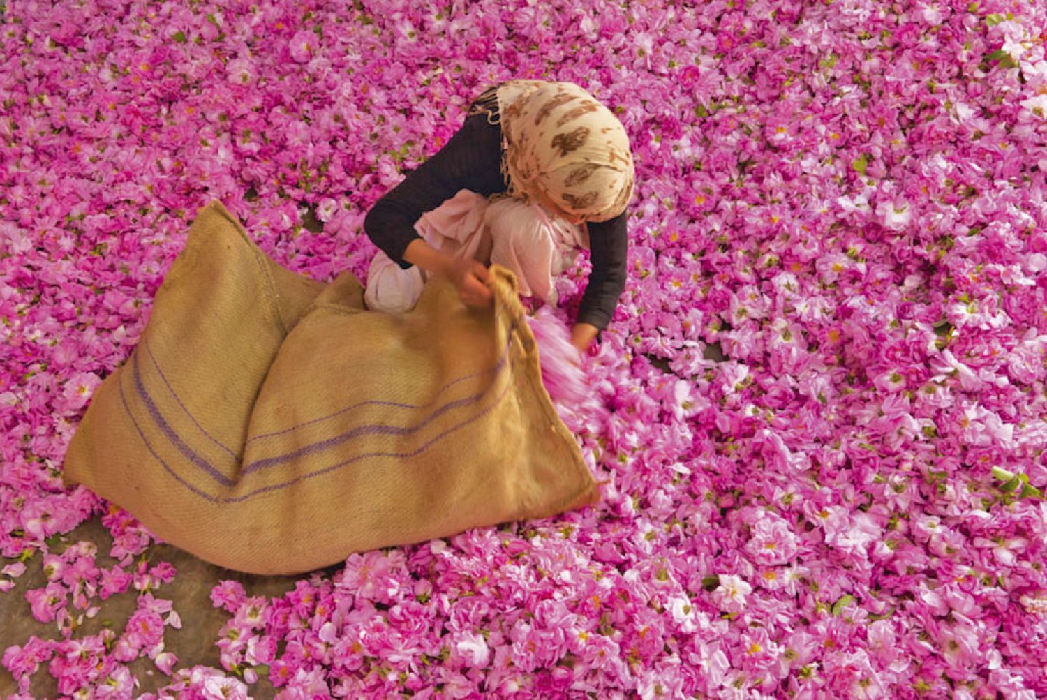 Marocco : la fioritura e la raccolta delle rose della Valle del Dades