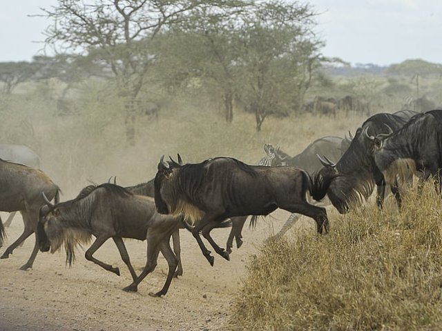 Grande Migrazione Nord Serengeti e Tarangire  