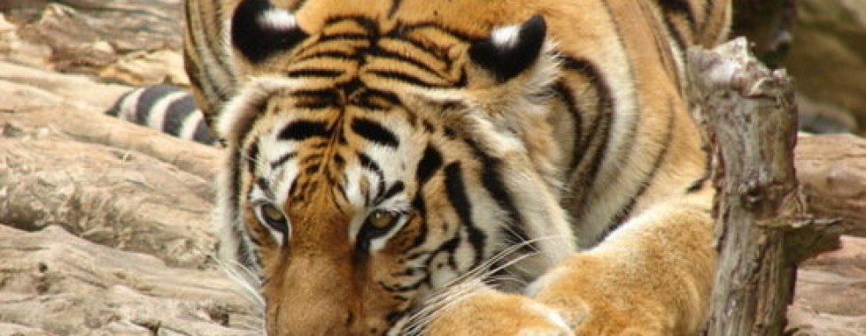 Tigre Indocinese