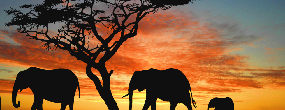 elefanti namibia 