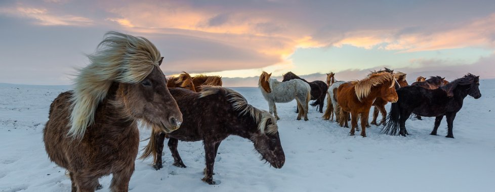 Islanda cavalli