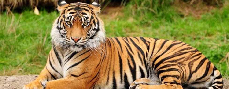 Tigre Bengala 