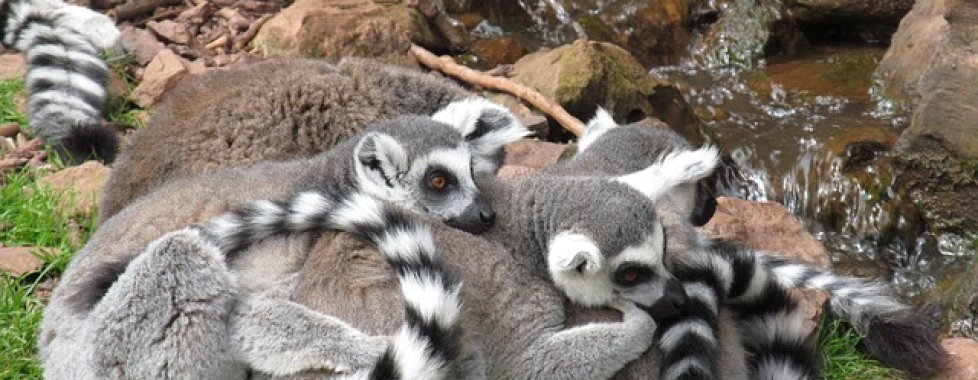 famiglia di lemuri