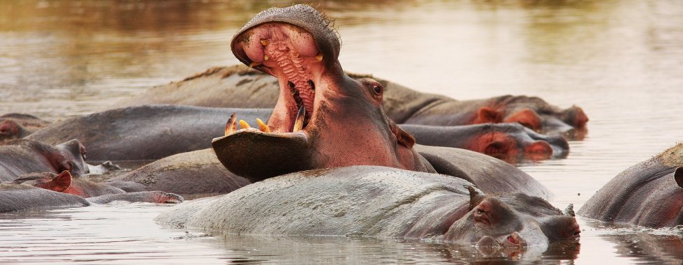 hippopotamo