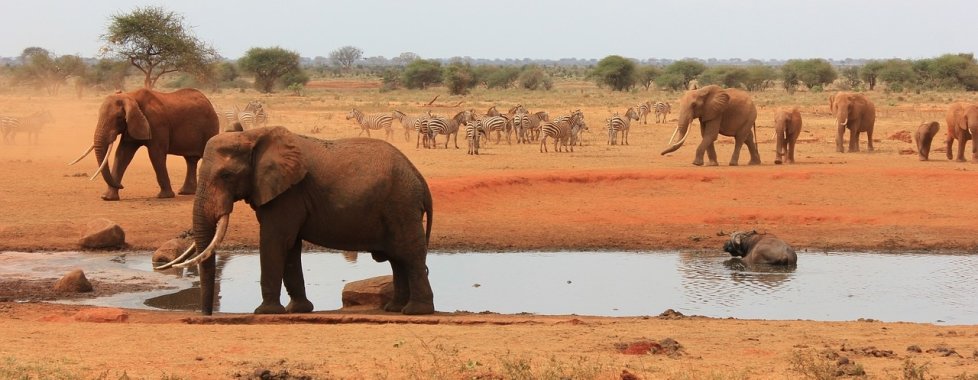Kenya safari parco Tsavo