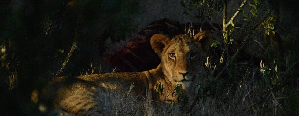 Kenya safari leone