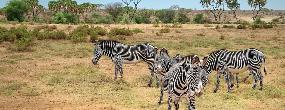 Kenya safari zebre