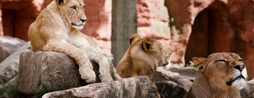 Kenya safari leoni