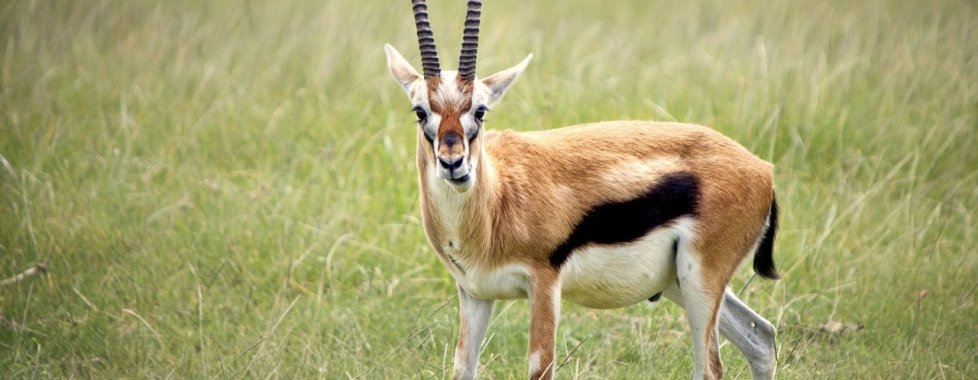 Kenya safari gazzella