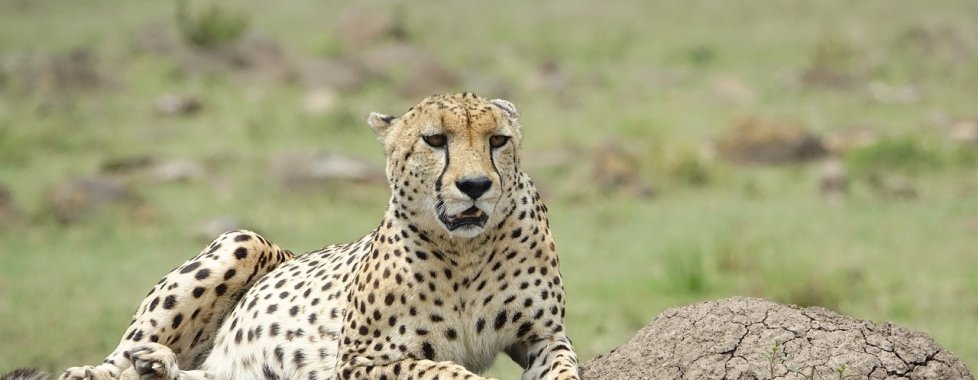 Kenya safari leopardo savana