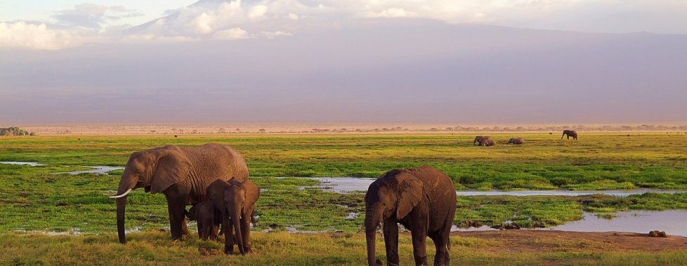 Kenya safari elefanti savana