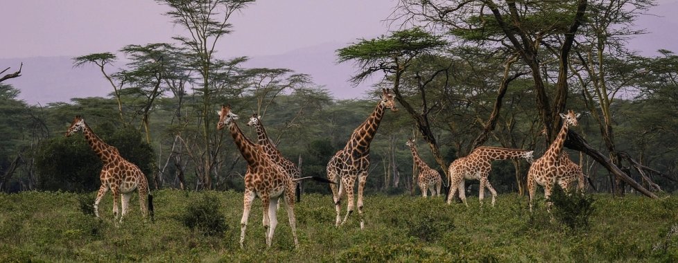 Kenya safari giraffa savana