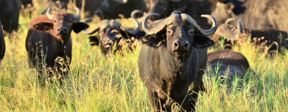 Kenya safari bufalo