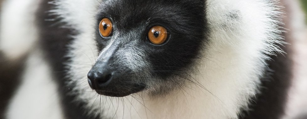 lemure bicolor