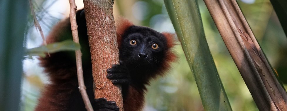 lemure marron