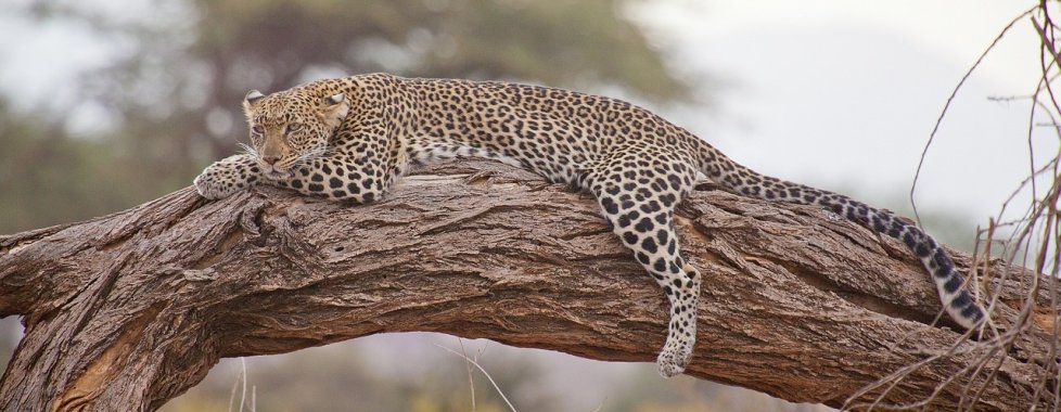 Mozambico leopardo
