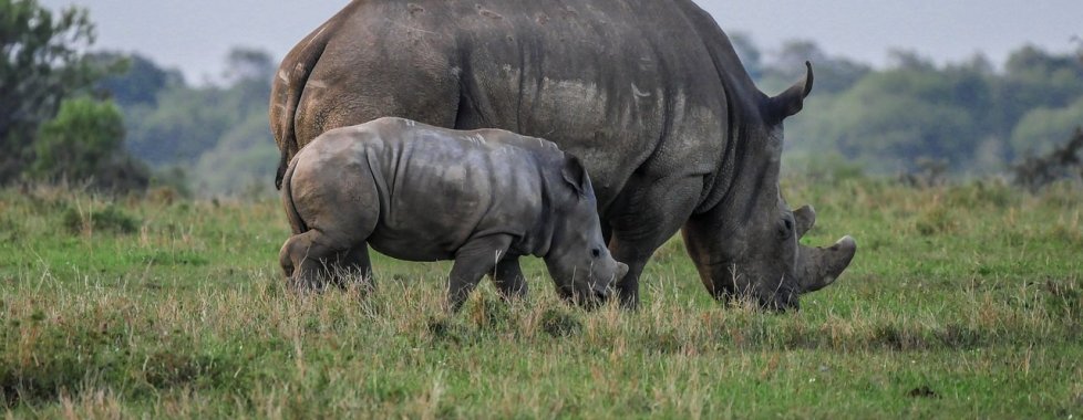 Mozambico safari rinoceronti