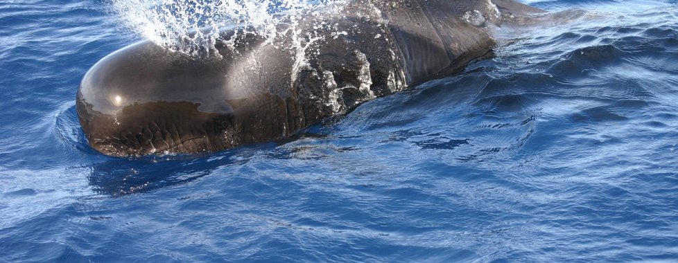 mozambico balene