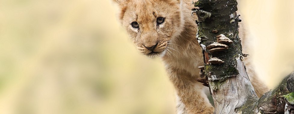 cucciolo leone