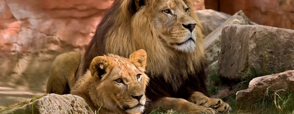 leone e leonessa