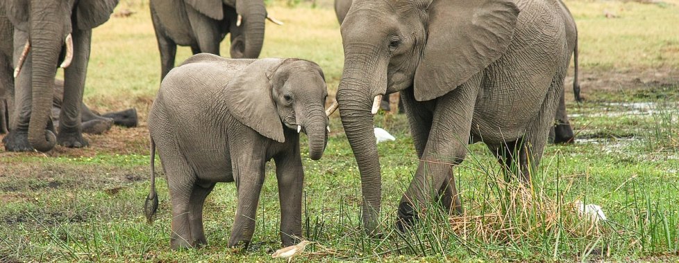 elefanti safari