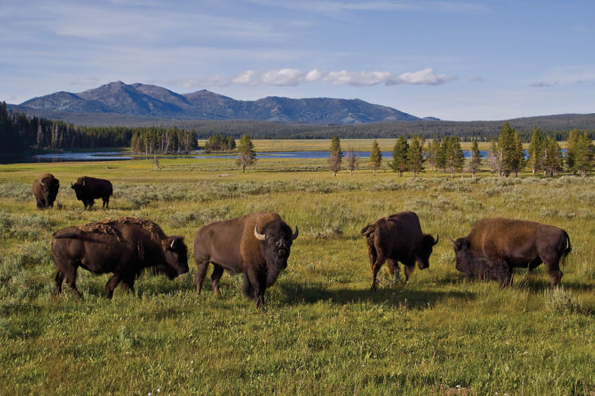 Yellowstone Park